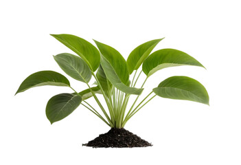 beautiful potted plant isolated on transparent background