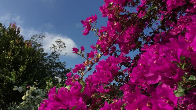 A beautiful shrub with pink flowers that sway in the wind on a sunny day