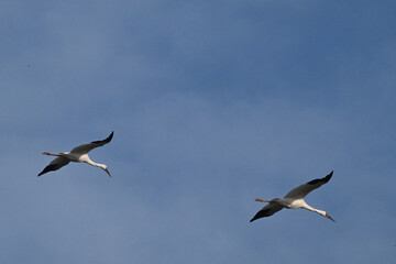 birds in flight