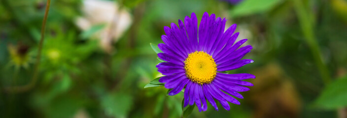 Fototapeta premium Vibrant Spring Flowers in Full Bloom