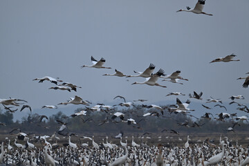 seagulls on the beach