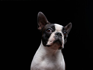 A Boston Terrier sits with a focused gaze, its upright ears and black-and-white coat standing out against the dark background. The lighting emphasizes its alert posture.