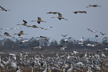 seagulls on the beach