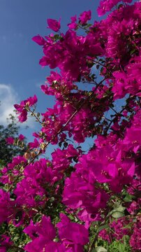 A beautiful shrub with pink flowers that sway in the wind