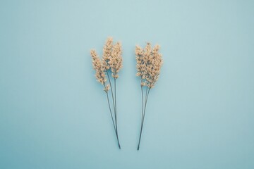 Two dried beige flower stems on a light blue background.