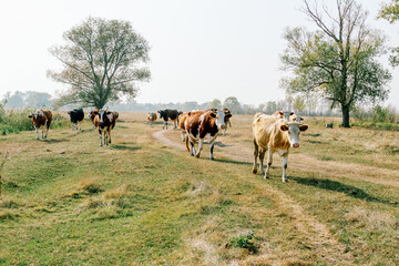 Herd of cows walking along rural dirt path