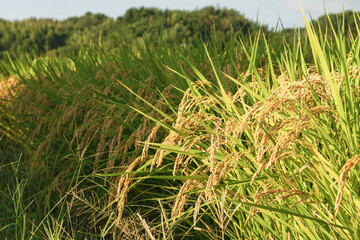 Ears of rice in the evening light, autumn harvest