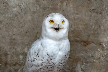 Polar owl male closeup in zoo on a brown background.