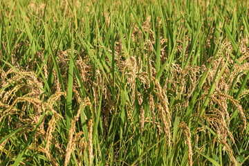 Ears of rice in the evening light, autumn harvest