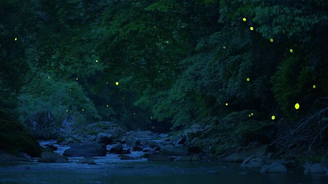 たくさんのホタルが乱舞する4K動画	