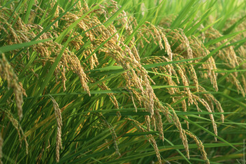Ears of rice in the evening light, autumn harvest
