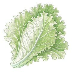lettuce