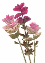 Pressed summer flowers isolated on a white background.