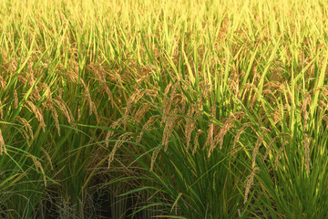 Ears of rice in the evening light, autumn harvest