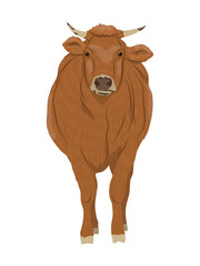Red cow. Farm realistic vector animal