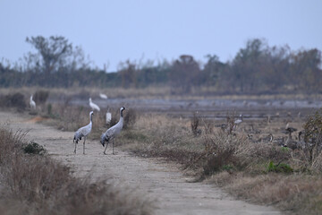 black crowned cranes