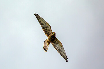 Red Tailed Hawk