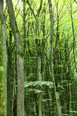 a very green, living forest creating a natural pattern, Sunlit Forest Scene