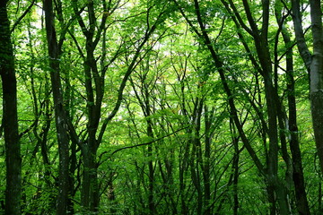 a very green, living forest creating a natural pattern, Sunlit Forest Scene