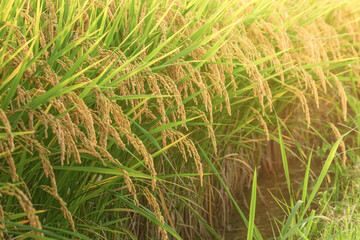 Ears of rice in the evening light, autumn harvest