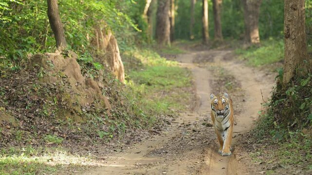 full shot of wild female bengal tiger or panthera tigris walking on track head on roadblock in winter morning season safari at dhikala zone jim corbett national park forest reserve uttarakhand india