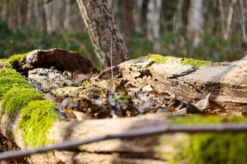 Old wooden trunk in the middle of the forest covered with green moss in spring. Rotten trunk with small spots of green moss. Natural backgrounds and textures of plants and trees.