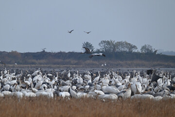 seagulls in flight