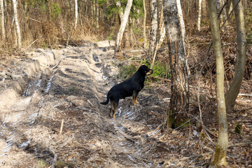 Young black dog on a dirt forest road in spring. Deep wheel tracks on a dirt forest road. Beautiful landscape during a walk in the forest with a dog.