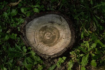 Stump from an cut off tree in the middle of an park