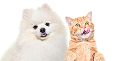 Portrait of a cute Pomeranian Spitz dog and licking Scottish Straight kitten isolated on white
