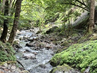 森の中の小川