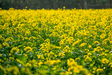 Obraz premium Mustard flowers are amphibious and can self-pollinate and produce oil