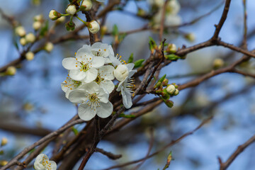 White plum blossom, beautiful white flowers of prunus tree in city garden, detailed macro close up plum branch. White plum flowers in bloom on branch, sweet smell with honey hints