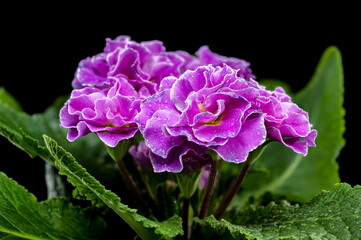 Violet Primula Flowers with Water Droplets