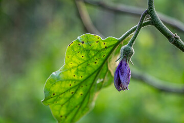 This is a brinjal flowers. Brinjal is a famous vegetable all time