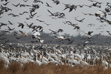 seagulls on the beach