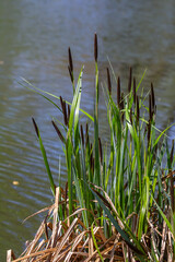 Carex acuta - found growing on the margins of rivers and lakes in the Palaearctic terrestrial ecoregions in beds of wet, alkaline or slightly acid depressions with mineral soil