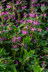 Obraz premium Pink flowers of spotted dead-nettle Lamium maculatum. Medicinal plants in the garden