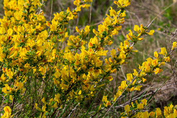 Chamaecytisus ruthenicus blooms in the wild in spring