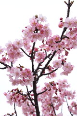 Obraz premium 桜 河津桜