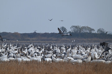 seagulls on the beach