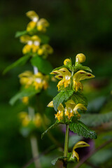 Yellow archangel plant Lamium galeobdolon with flowers and green leaves with white stripes, growing in a forest