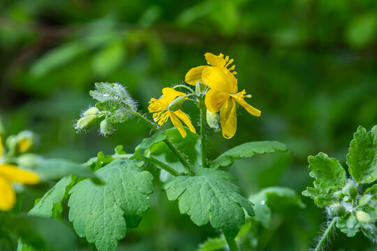 Greater Celandine, yellow wild flowers, close up. Chelidonium majus is poisonous, flowering, medicinal plant of the family Papaveraceae. Yellow-orange opaque sap of Tetterwort plant cures warts