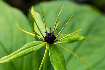 Paris quadrifolia in bloom. It is commonly known as herb Paris or true lover's knot