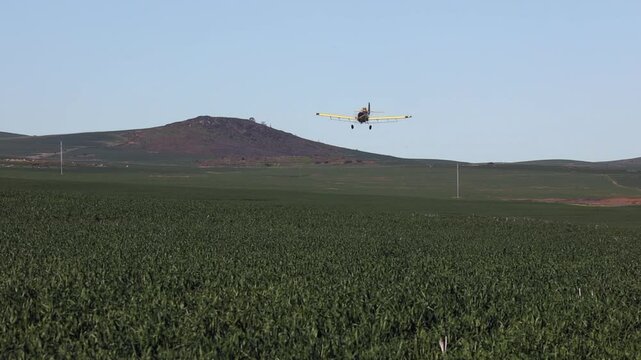 Crop duster airplane flies low over wheat field spraying pesticide