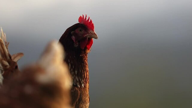 Close-up golden Lohmann Brown chicken, bokeh background and copy space