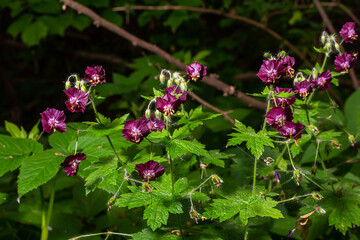 Dark purple dusky flowers in the garden, selective focus with green bokeh background - Geranium faeum