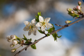Cherry blossom flowers opening on a tree branch during spring season against a blue sky background