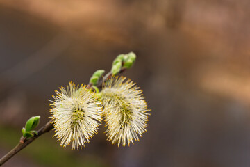 Close up of delicate willow catkins, capturing the essence of spring's renewal and the beauty of...