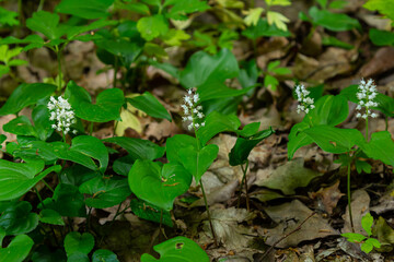 Maianthemum bifolium or false lily of the valley or May lily is often a localized common rhizomatous flowering plant. Growing in the forest